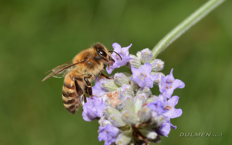 European honey bee (Apis mellifera)